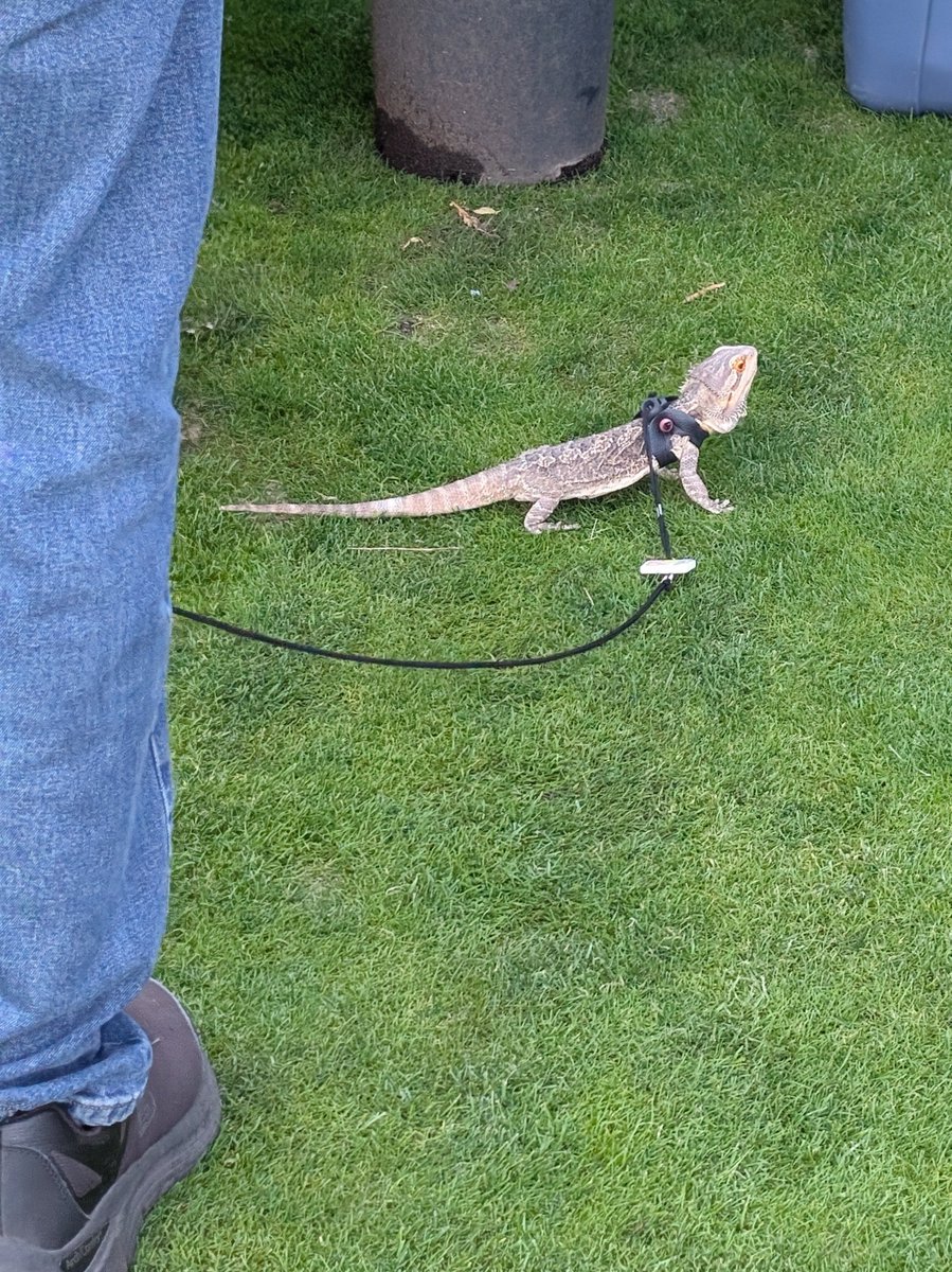 PaulCalvisi's tweet photo. No Dogs Allowed at #RunToPines car show. 

Pet LIZARDS -- apparently allowed, as long as on a leash. 

#DudeFactor https://t.co/0OawZZccnJ