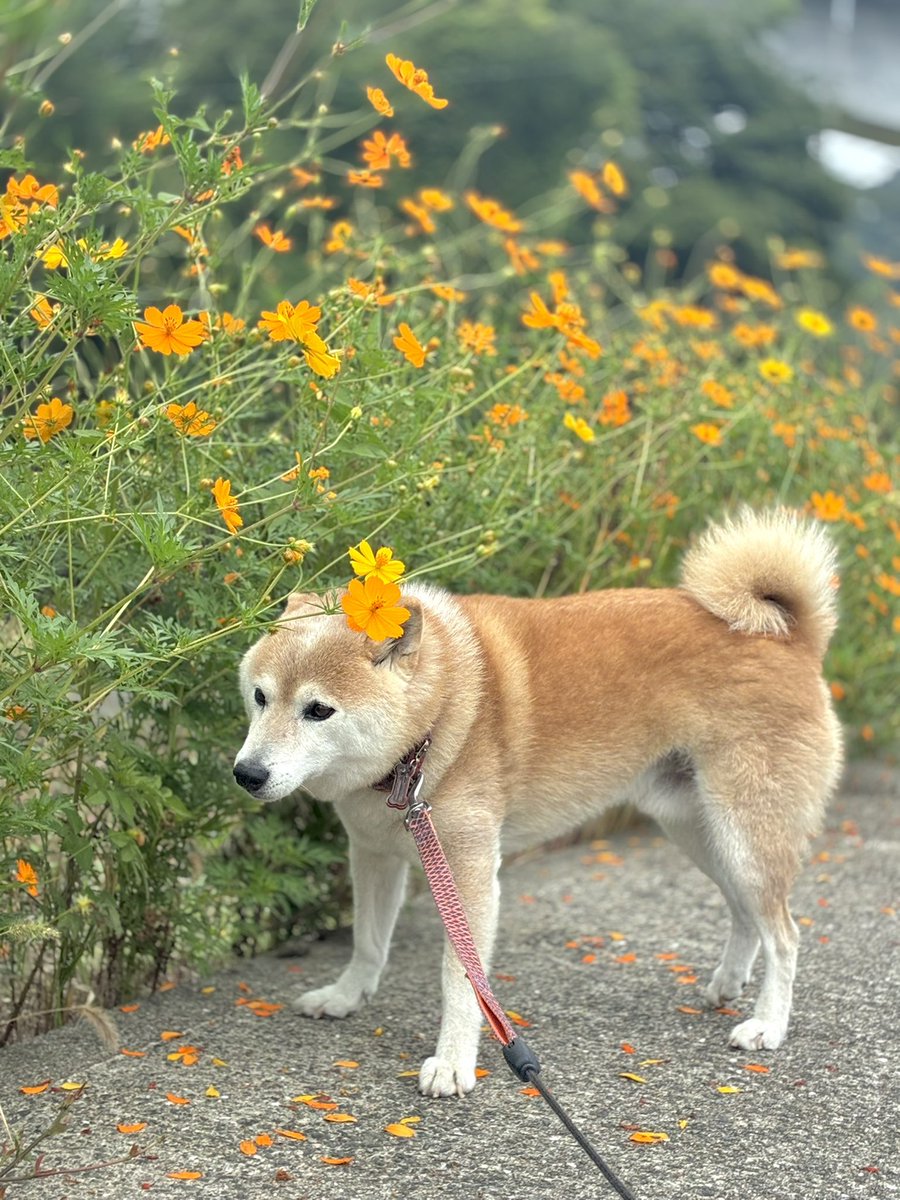 inu_10kg's tweet photo. おはようさん
秋のかわい子ちゃん見て今日も一日なんとか https://t.co/Gxfe9sYGgL
