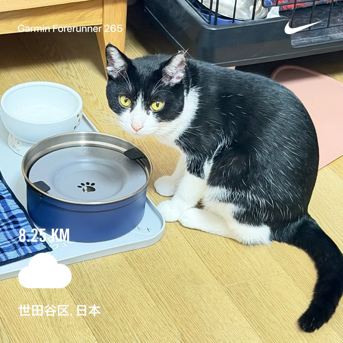 junko0713's tweet photo. 2026/08/19

今日のお題は「2km×3本 クルーズインターバル」

何とか3セットクリア

クルーズインターバルなのでセットの間もゆっくりジョグでしっかり繋ぎました。

自主練でこのメニューが出来たので達成感高いです。

Nike⁠ Run Club アプリで 8.26 kｍを走りました

#ランニング
#GARMIN https://t.co/blXsE3fIdX