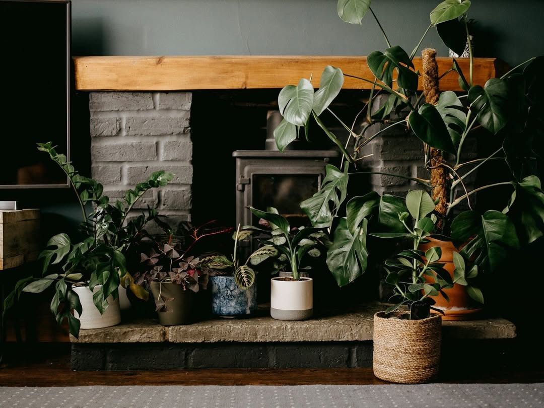 ChristyVango's tweet photo. Did you know some houseplants can purify your air? Spider plants absorb pollutants like formaldehyde and benzene, thrive in varied light, and produce easy-to-propagate “pups. ” A beautiful way to grow your indoor jungle and support a healthier home. https://t.co/UDBVLQdeeO