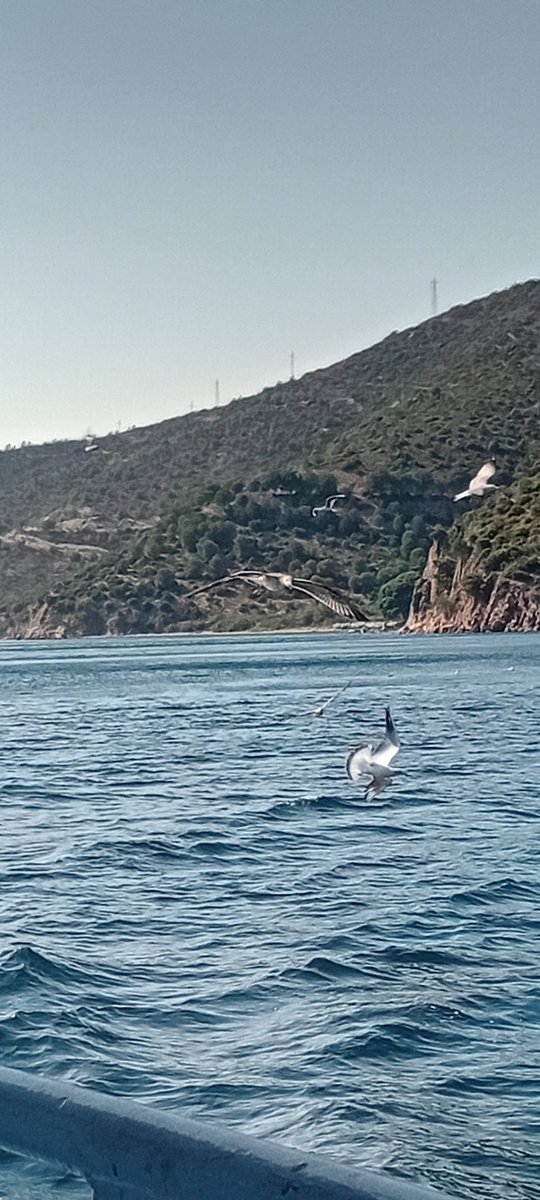 OtesiUfkun's tweet photo. #ege #marmara 
Hoşçakal yaz mevsimi,tekrar buluşma dileği ile🙋‍♀️ https://t.co/frGSODU9ZU