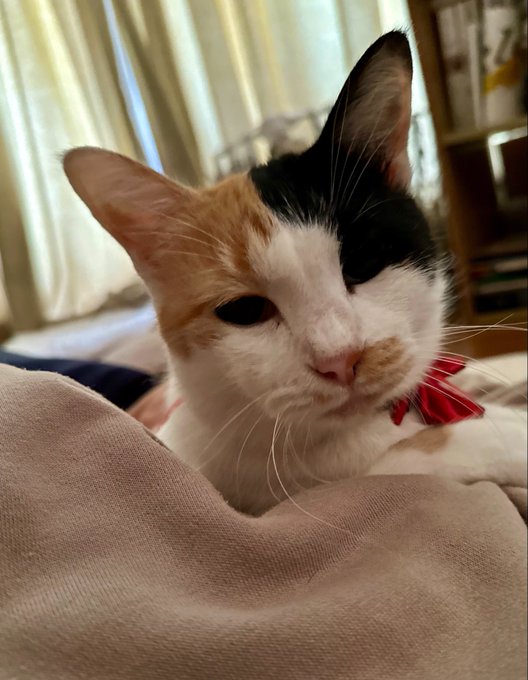 A calico cat with a distinctive black patch over one eye rests its chin on a soft pink fabric, wearing a small red collar accessory.