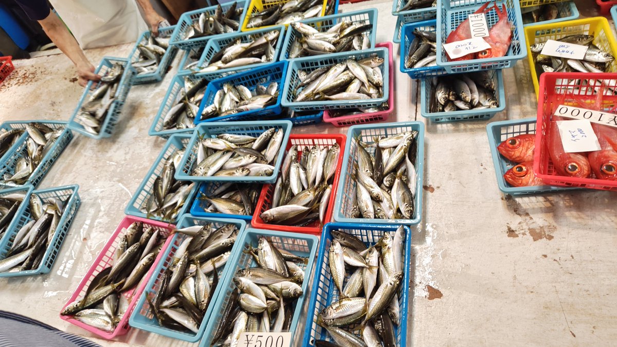 binzochan's tweet photo. 今週も三浦市金田湾朝市に来ました
台風で冠水や土砂崩れがありましたが、主要な幹線道路は復旧しています。
２枚目は、みんな大好き小アジ
３枚目はイナダ（ブリ）
４枚目はカンパチ https://t.co/KDE0EZhHhV