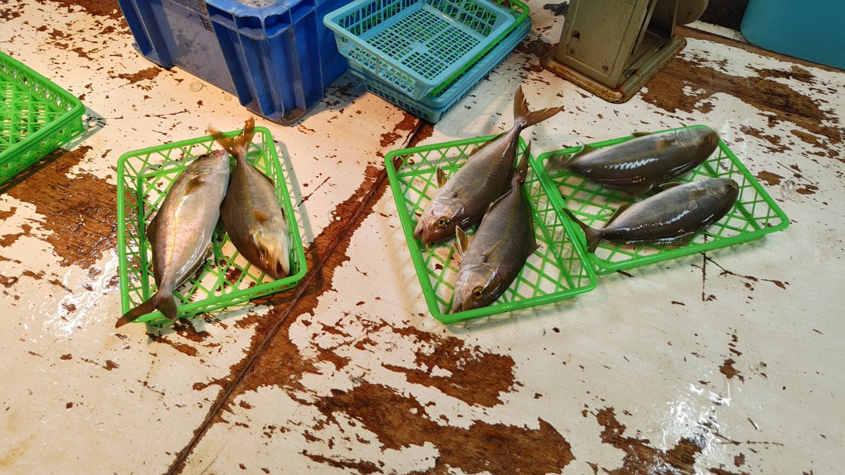 binzochan's tweet photo. 今週も三浦市金田湾朝市に来ました
台風で冠水や土砂崩れがありましたが、主要な幹線道路は復旧しています。
２枚目は、みんな大好き小アジ
３枚目はイナダ（ブリ）
４枚目はカンパチ https://t.co/KDE0EZhHhV
