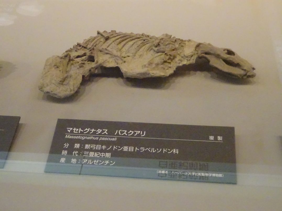 alpha_carina's tweet photo. 一昨日行ってきた #福井県立恐竜博物館 ですが、個人的な展示ベスト4を挙げるなら以下の通りです。

1位：ティクタアリク
2位：マセトグナタス
3位：アカントステガ
4位：ユーパルケリア

どれも恐竜ではありませんが、いずれも僕の大好きな「ミッシングリンクのキワにある生物」だったりします（笑） https://t.co/NJjQlpK3b0
