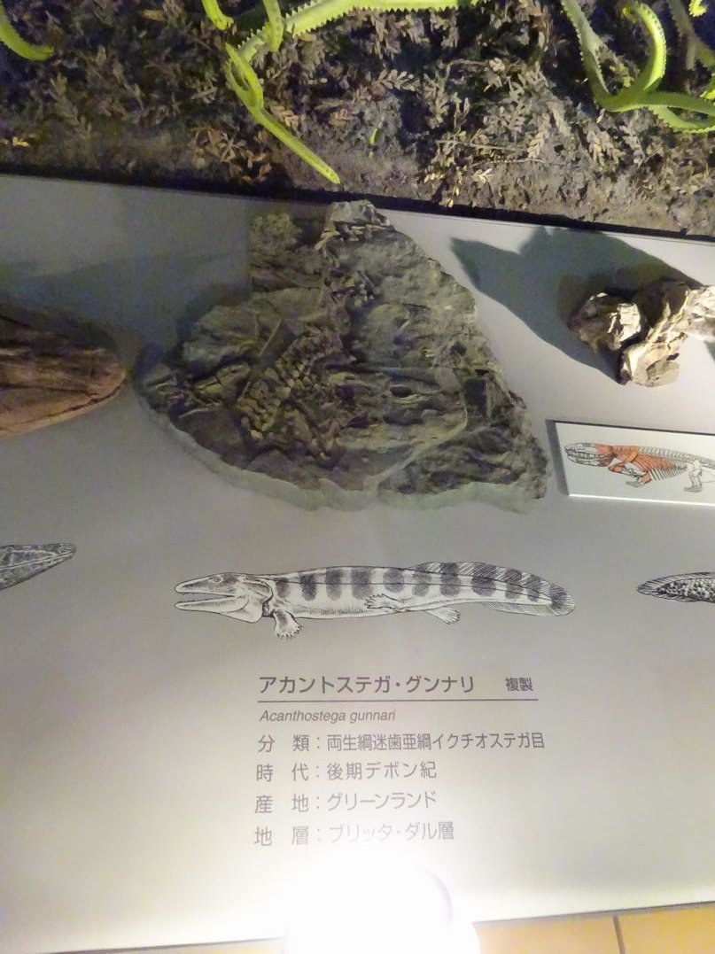 alpha_carina's tweet photo. 一昨日行ってきた #福井県立恐竜博物館 ですが、個人的な展示ベスト4を挙げるなら以下の通りです。

1位：ティクタアリク
2位：マセトグナタス
3位：アカントステガ
4位：ユーパルケリア

どれも恐竜ではありませんが、いずれも僕の大好きな「ミッシングリンクのキワにある生物」だったりします（笑） https://t.co/NJjQlpK3b0