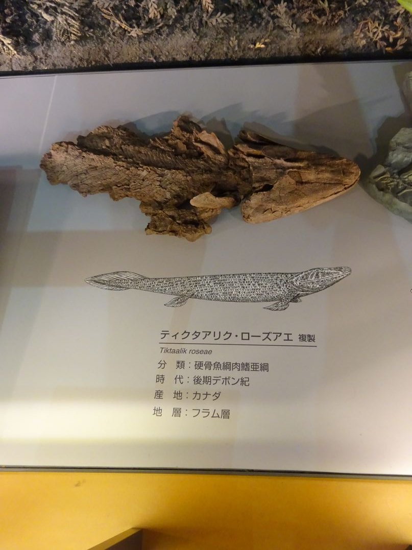 alpha_carina's tweet photo. 一昨日行ってきた #福井県立恐竜博物館 ですが、個人的な展示ベスト4を挙げるなら以下の通りです。

1位：ティクタアリク
2位：マセトグナタス
3位：アカントステガ
4位：ユーパルケリア

どれも恐竜ではありませんが、いずれも僕の大好きな「ミッシングリンクのキワにある生物」だったりします（笑） https://t.co/NJjQlpK3b0