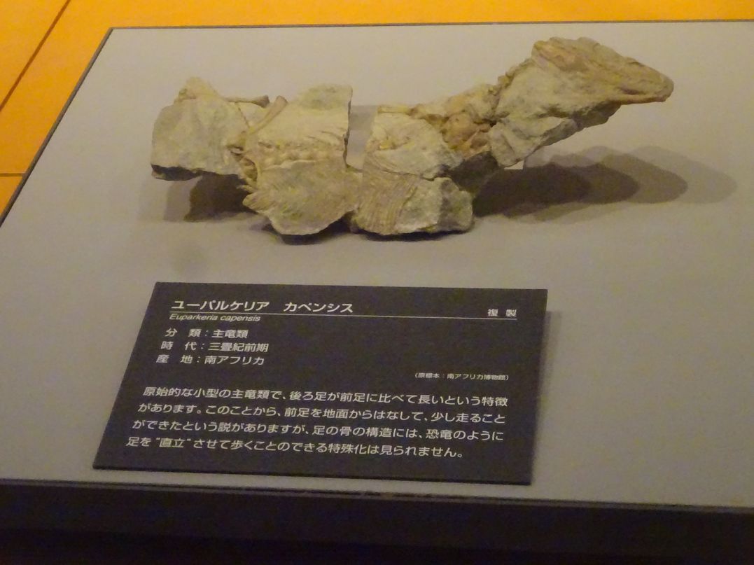 alpha_carina's tweet photo. 一昨日行ってきた #福井県立恐竜博物館 ですが、個人的な展示ベスト4を挙げるなら以下の通りです。

1位：ティクタアリク
2位：マセトグナタス
3位：アカントステガ
4位：ユーパルケリア

どれも恐竜ではありませんが、いずれも僕の大好きな「ミッシングリンクのキワにある生物」だったりします（笑） https://t.co/NJjQlpK3b0