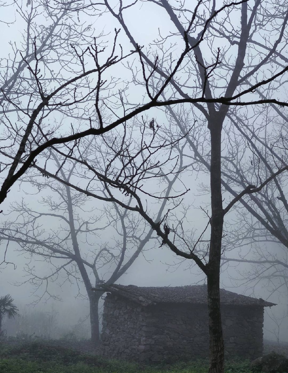 ansgur457's tweet photo. I lean on the ancient cedar by the sparrow's nest, its foggy branches seem to show a mysterious old tale. https://t.co/qHbOW740qh