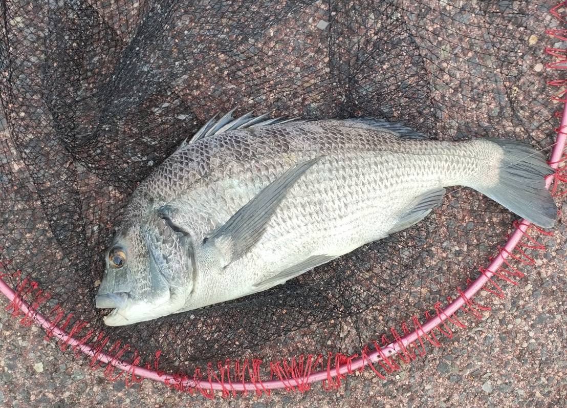 raigekiakamaru's tweet photo. 入れ喰い⚡️🐟🎣😇#ハヤブサワークス #雷撃シリーズ #カンツキウキ #フカセ #チヌ https://t.co/HcuPMNRbrG