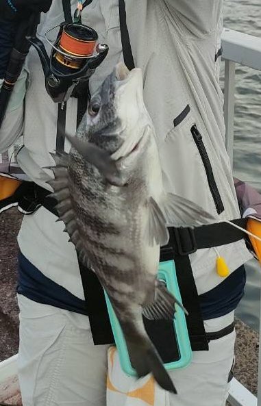 raigekiakamaru's tweet photo. 入れ喰い⚡️🐟🎣😇#ハヤブサワークス #雷撃シリーズ #カンツキウキ #フカセ #チヌ https://t.co/HcuPMNRbrG