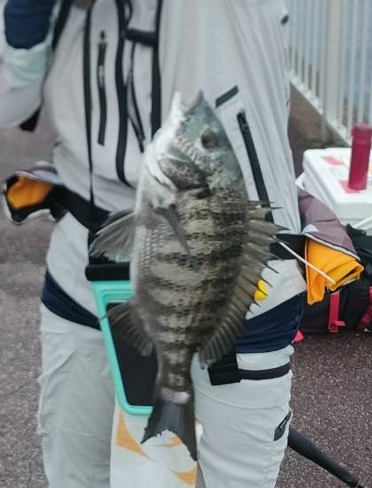 raigekiakamaru's tweet photo. 入れ喰い⚡️🐟🎣😇#ハヤブサワークス #雷撃シリーズ #カンツキウキ #フカセ #チヌ https://t.co/HcuPMNRbrG