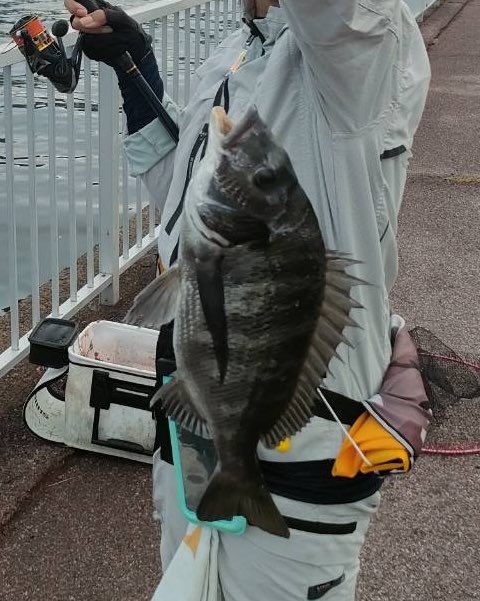 raigekiakamaru's tweet photo. 入れ喰い⚡️🐟🎣😇#ハヤブサワークス #雷撃シリーズ #カンツキウキ #フカセ #チヌ https://t.co/HcuPMNRbrG
