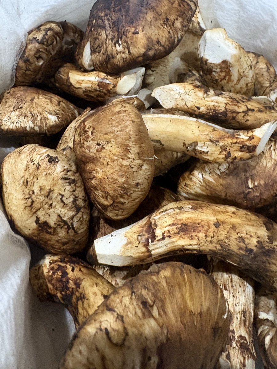 mendocoroaono's tweet photo. 本日メニュー
醤油らぁめん
塩らぁめん
限定
秋鮭と鴨松茸そば

山形辛味噌らーめんリスペクト

夜限定
二郎系
豚骨スープに変わっております。

汁なし二郎系

本日もよろしくお願い致します。
お心遣いいただきありがとうございます。 https://t.co/foOCPU09xF
