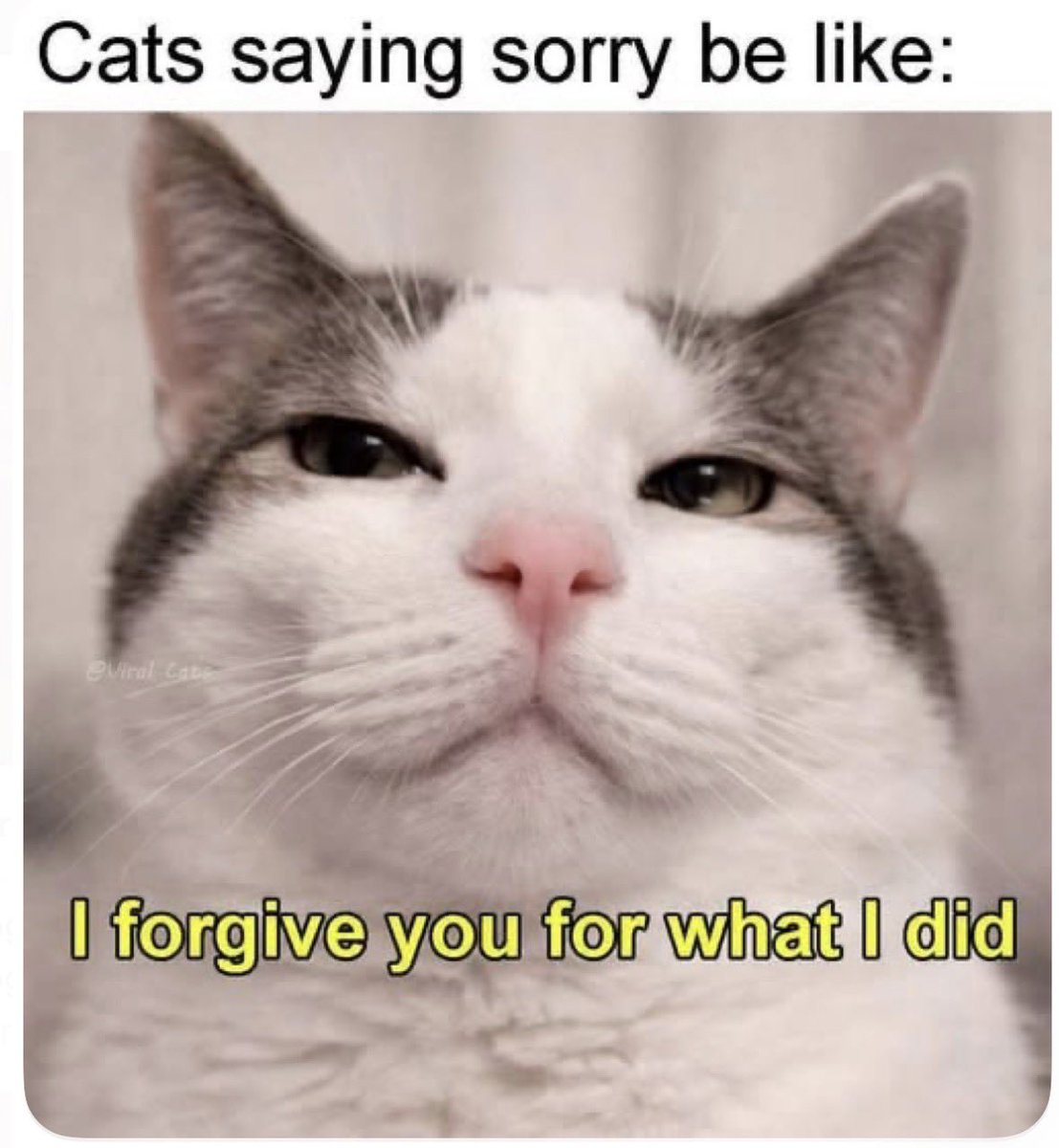 cattribunal's tweet photo. https://t.co/U6l3Pg7RdT
