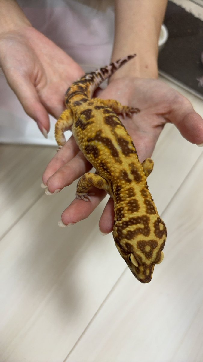 Repmoff's tweet photo. おはようございます☀
本日も通常通り12時よりオープン致します！
皆様のご来店お待ちしております！
#ヤモリ　#ヘビ　#レオパ　#活餌　#爬虫類　#爬虫類ショップ　#本庄市　#本庄駅　#ペットショップ #Repmoff #ヒルヤモリ　#カリキン　#ゴジラジャイアント https://t.co/7ehSCMSY0u