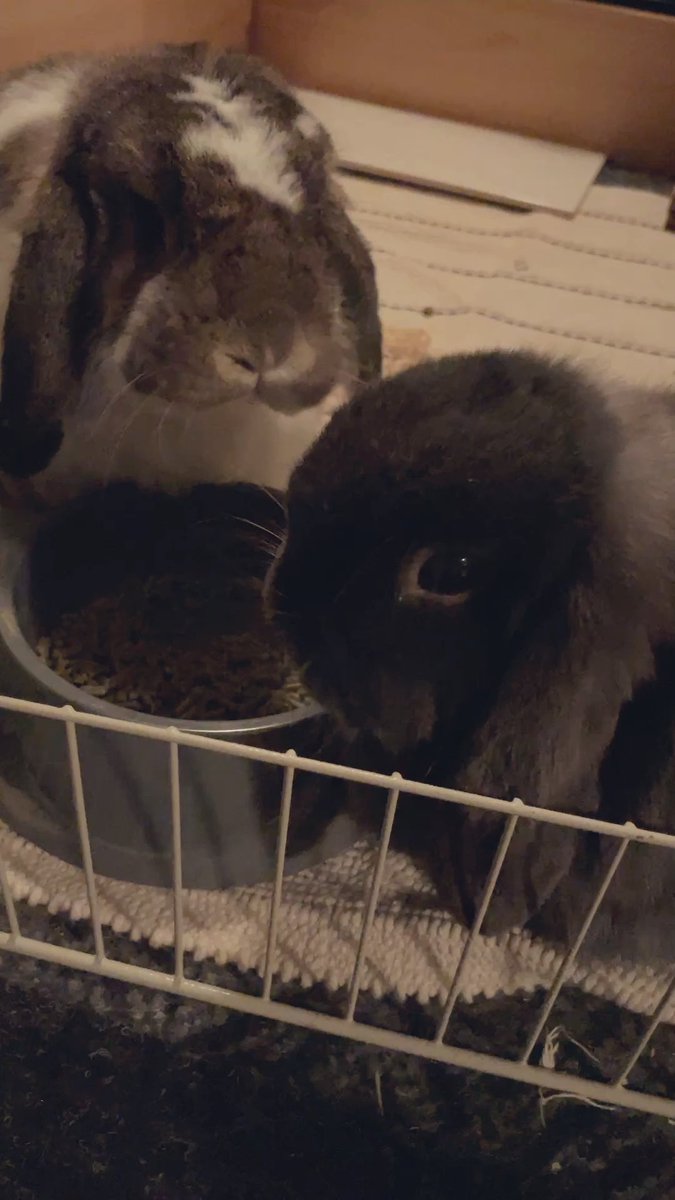 Two rabbits, one brown and white lop-eared and another black, are seen inside an enclosure near a food bowl.