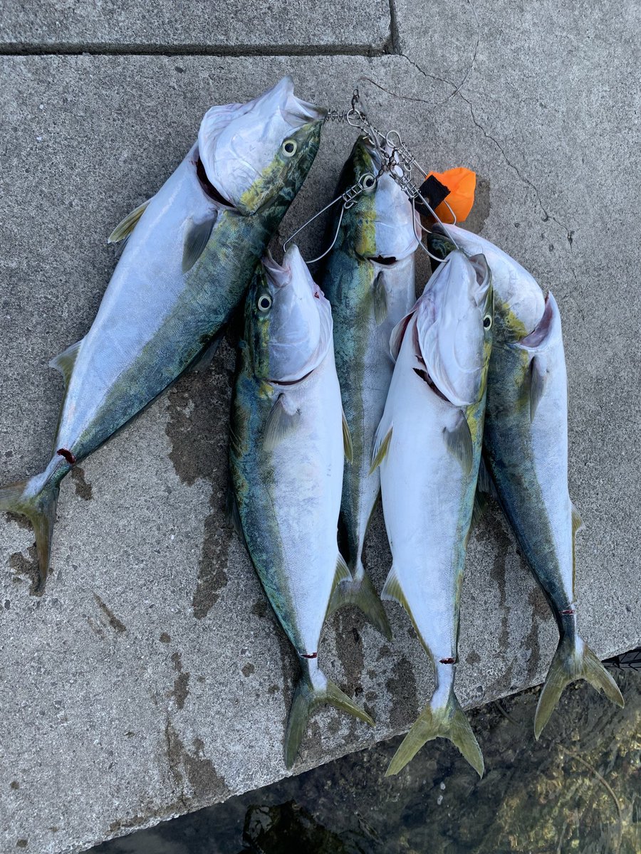 dr_coac123's tweet photo. 釣りにハマって、気づけば『なぜ釣れた？』『どうしたら釣れる？』を考えるのが楽しくなってました🎣

ヒラメや青物、アオリイカなどを狙いながら、釣れた理由や試したことを記録しています！

釣果だけじゃなく、失敗も含めて楽しみながら、もっと釣れる魚を増やしていきたい👍 https://t.co/SlmrUyFgEa