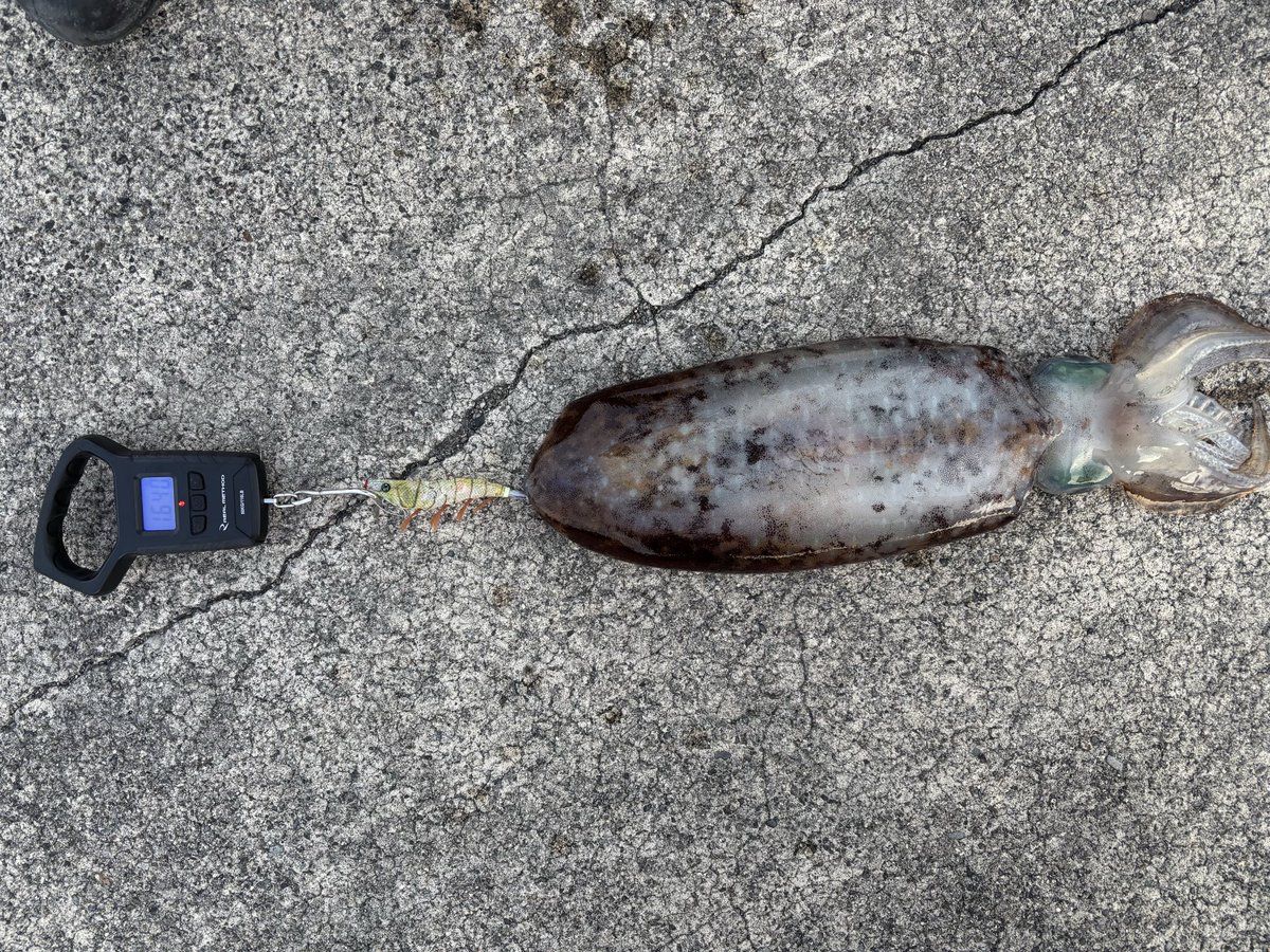 dr_coac123's tweet photo. 釣りにハマって、気づけば『なぜ釣れた？』『どうしたら釣れる？』を考えるのが楽しくなってました🎣

ヒラメや青物、アオリイカなどを狙いながら、釣れた理由や試したことを記録しています！

釣果だけじゃなく、失敗も含めて楽しみながら、もっと釣れる魚を増やしていきたい👍 https://t.co/SlmrUyFgEa