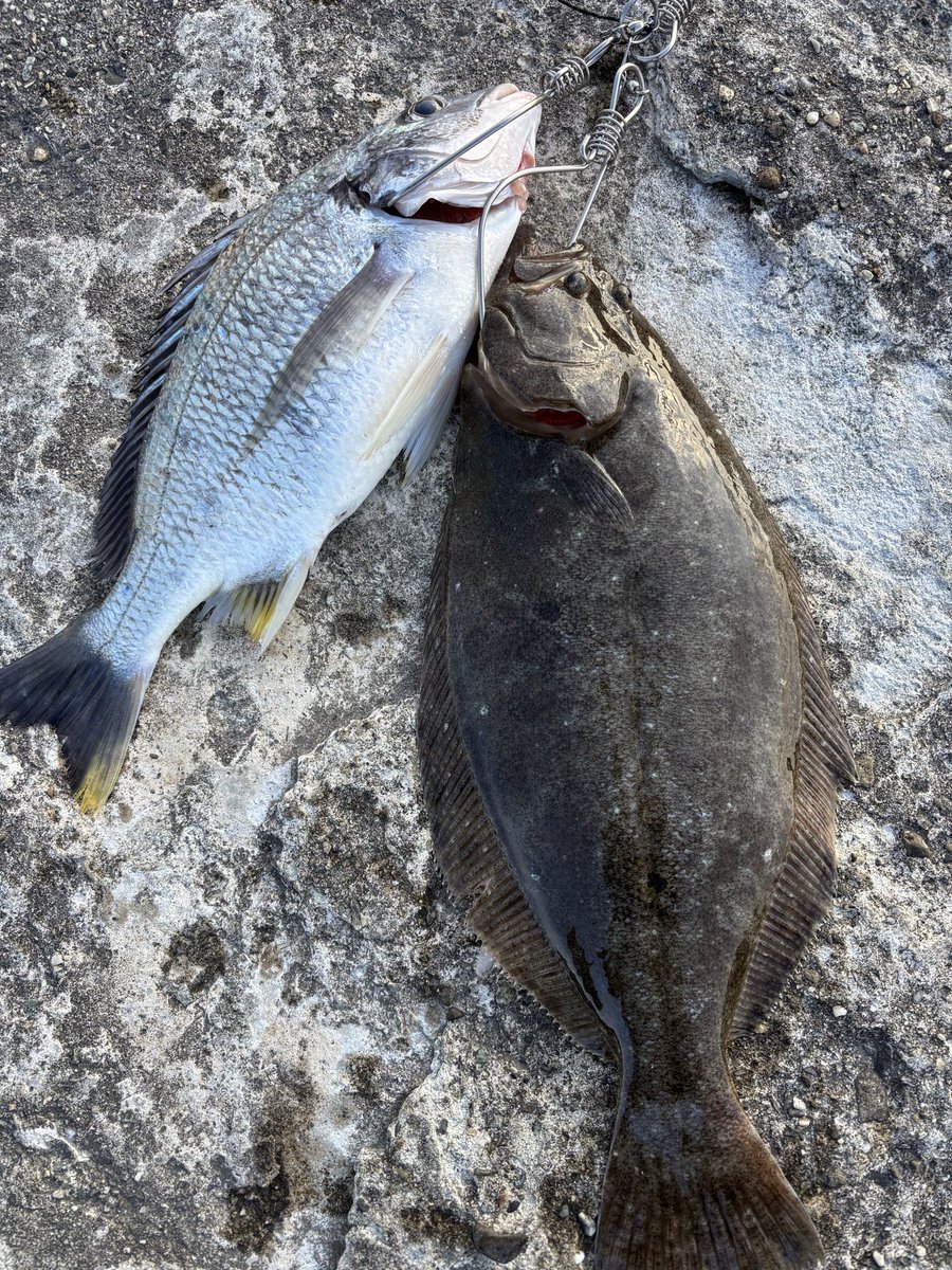 dr_coac123's tweet photo. 釣りにハマって、気づけば『なぜ釣れた？』『どうしたら釣れる？』を考えるのが楽しくなってました🎣

ヒラメや青物、アオリイカなどを狙いながら、釣れた理由や試したことを記録しています！

釣果だけじゃなく、失敗も含めて楽しみながら、もっと釣れる魚を増やしていきたい👍 https://t.co/SlmrUyFgEa