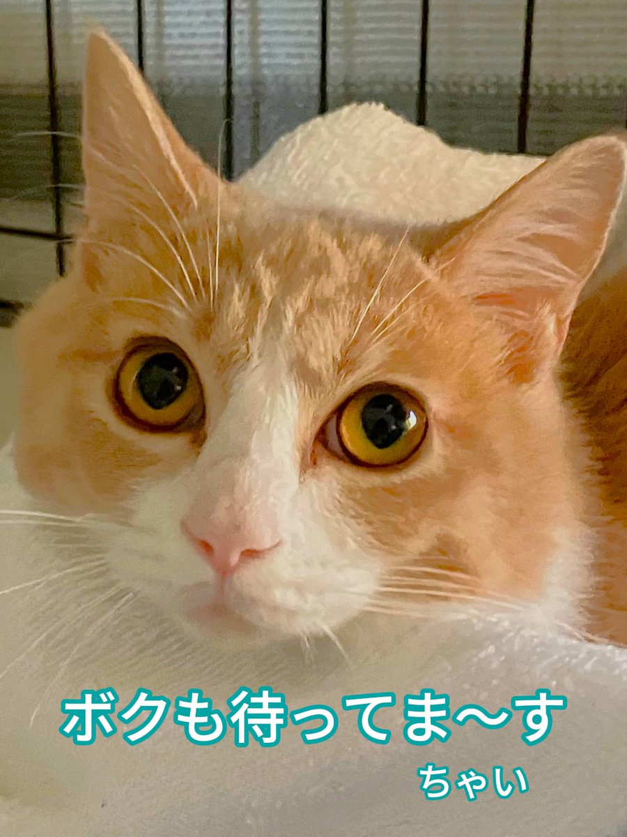 wanekocafe's tweet photo. 😺おはようございます😺本日9月27日(日)は12時から営業します。
かわいい猫ちゃん達が、皆様のお越しをお待ちしております🥰 https://t.co/ALExDfhDGu