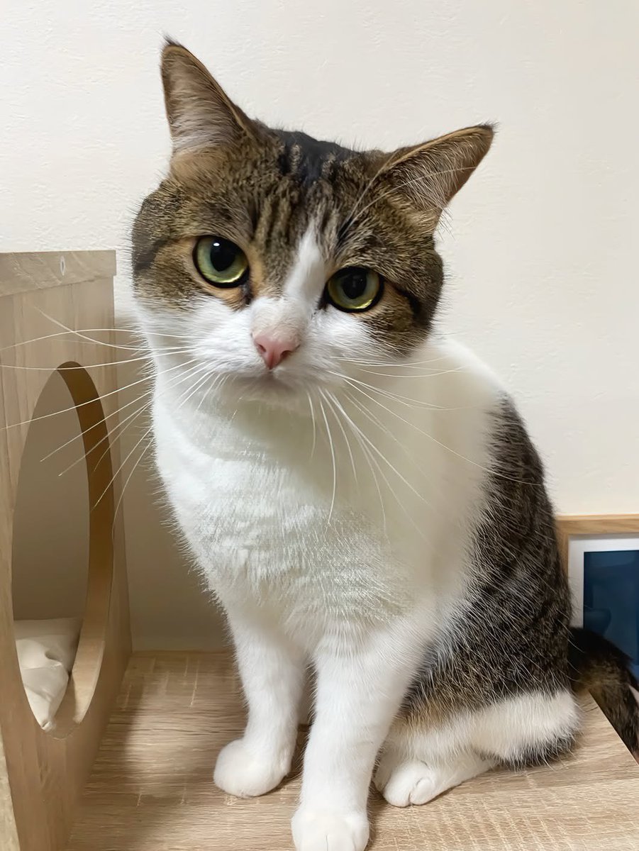 nikoandkotatoro's tweet photo. この首のかしげ方…完全に「今日はどこにも行かないよね？」の角度。

朝からきゅるるんっ全開で💕飼い主の休日を全力で溶かしにきています。

可愛さに負けて予定をキャンセルしそうな人、正直に手を挙げにゃさい🙋‍♀️🐾 https://t.co/CyL7kGqL4o