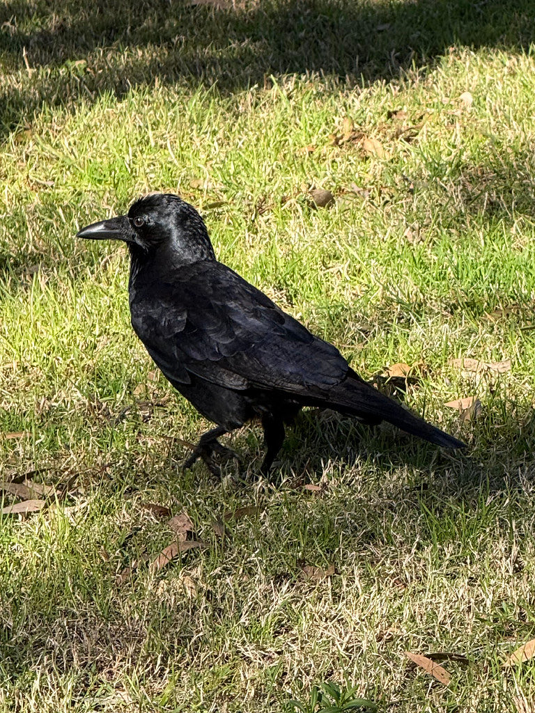 red_wolf's tweet photo. Australian Raven (Corvus coronoides) juvenile / #RedWolf https://t.co/zZZfDi5sCo #photography #bird #animal #australianraven #corvuscoronoides #wildlife #raven #corvid https://t.co/ozQeK7HnBD