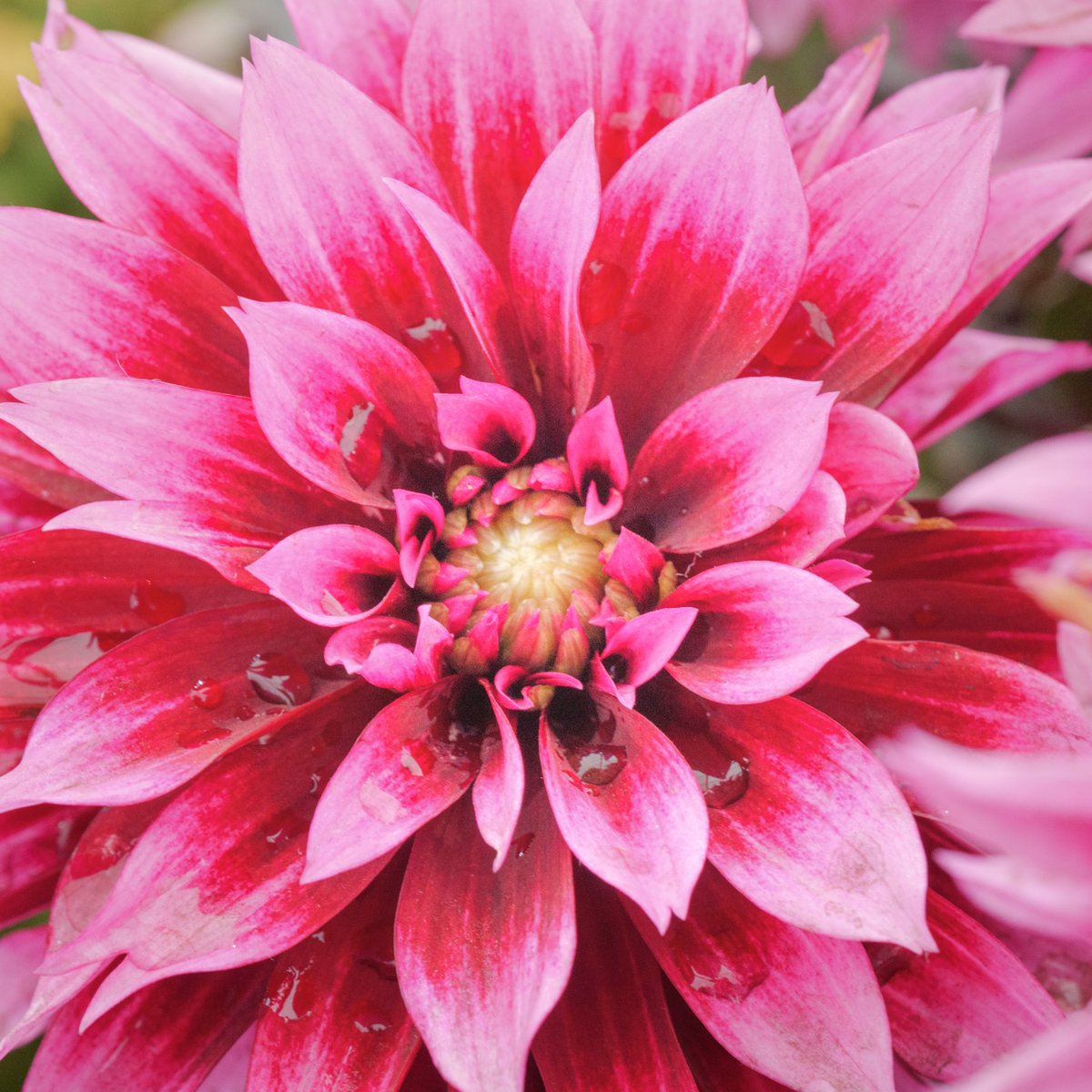 mittu12's tweet photo. 26 September today's #DailyPictureTheme is #UpliftingColours https://t.co/HcdJ4ML1pZ