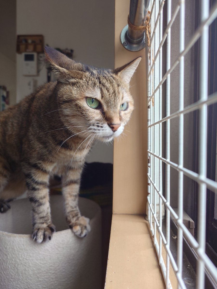 jumpkou's tweet photo. あさねこ
 #猫のいる暮らし https://t.co/RxeTnG7s1h