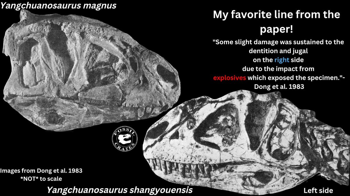 SnowyMoon69's tweet photo. @RottedH Images from one of the original papers which described Yangchuanosaurus "magnus" https://t.co/jsG4Z5dqAM