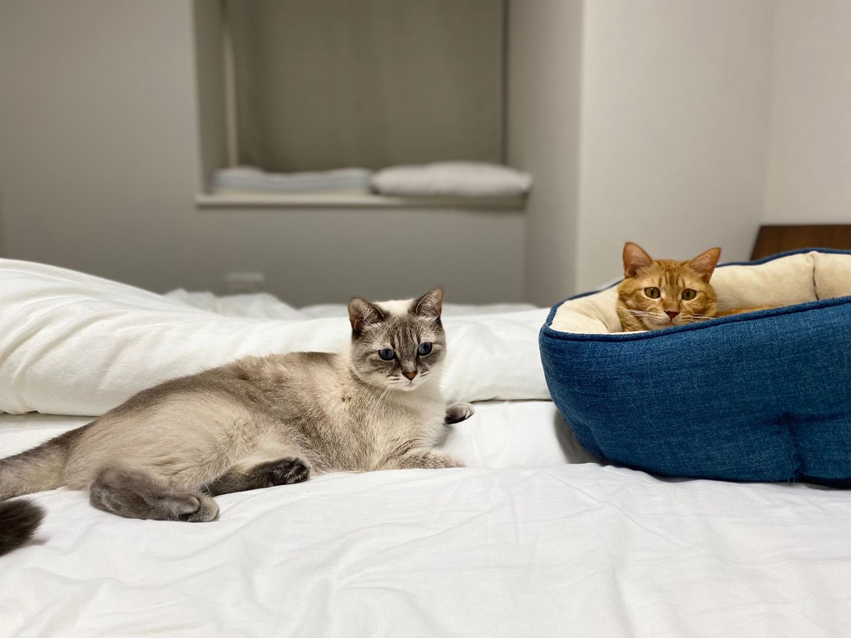 uzucatart's tweet photo. ニコイチ🐈🐈
#ねこ #猫 #cat #茶トラ #シャム猫 #保護猫 https://t.co/n84gJPSAv6