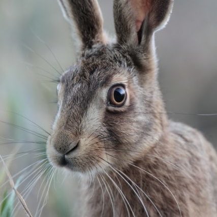 makamiyi's tweet photo. international rabbit day but hares deserve love too !!!!!!!!!! https://t.co/i3XeTHFbwf