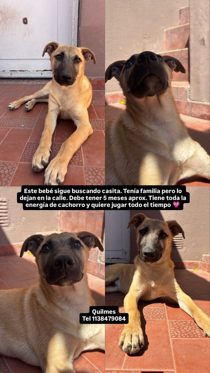 jimenadequilmes's tweet photo. A AYUDAR A ESTE HERMOSÍSIMO NIÑO PERRUNO, para que PRONTO ENCUENTRE UNA NUEVA FAMILIA QUE LE BRINDE UNA CASITA, LO RESPETE, LO CUIDE RESPONSABLEMENTE Y LO AME DE VERDAD!!!🙏🥹💞🏡💓💖 Desde ya, muchas gracias!!!🐶🤗❤️ #Quilmes #Adopción #AdoptaNoCompres  #AdoptarSalvaVidas https://t.co/Tj6iIPnmb2
