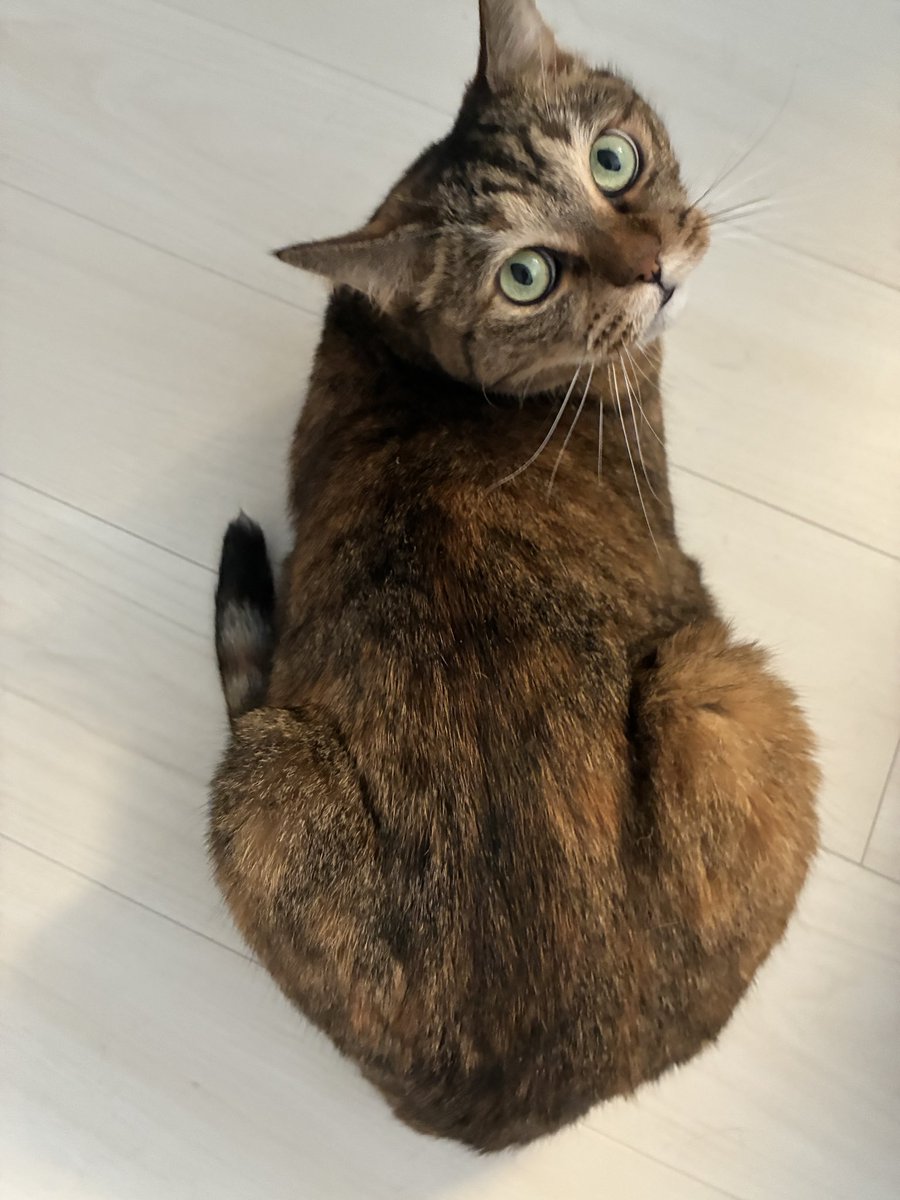 nekoazukariman's tweet photo. 10歳のタオちゃんもついに腎臓の治療をはじめることになりました。シニアライフがんばります。応援してください。 https://t.co/psca6vKzHF