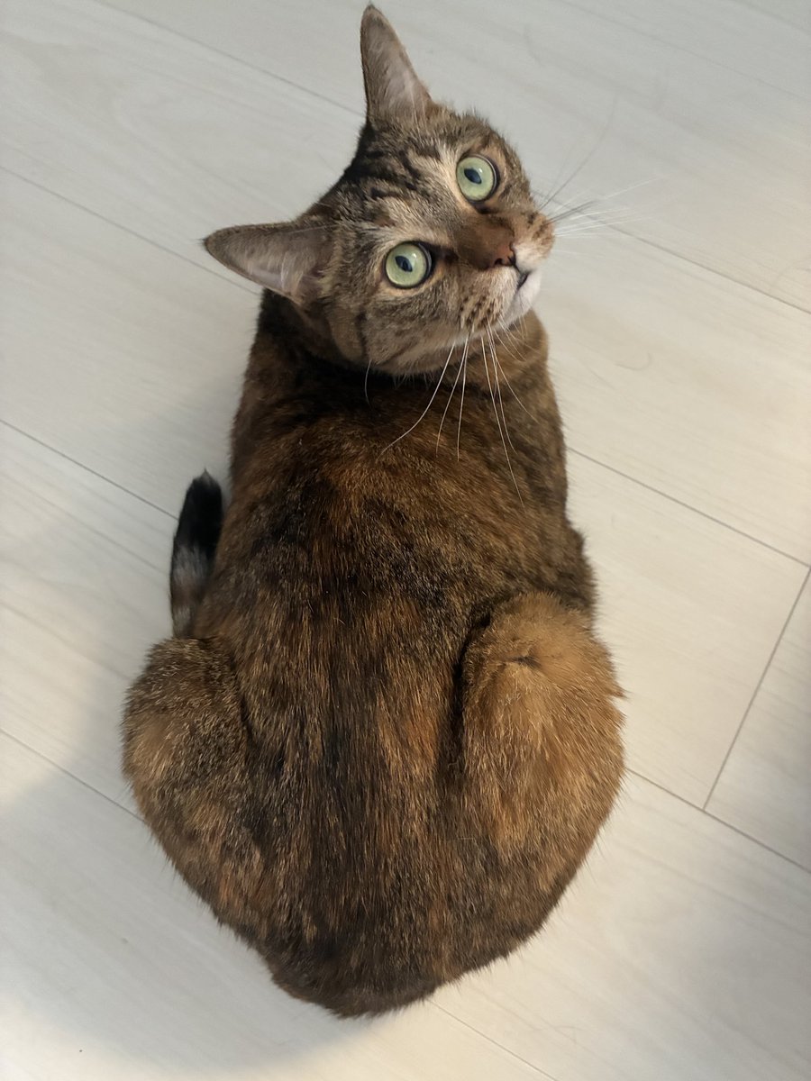 nekoazukariman's tweet photo. 10歳のタオちゃんもついに腎臓の治療をはじめることになりました。シニアライフがんばります。応援してください。 https://t.co/psca6vKzHF