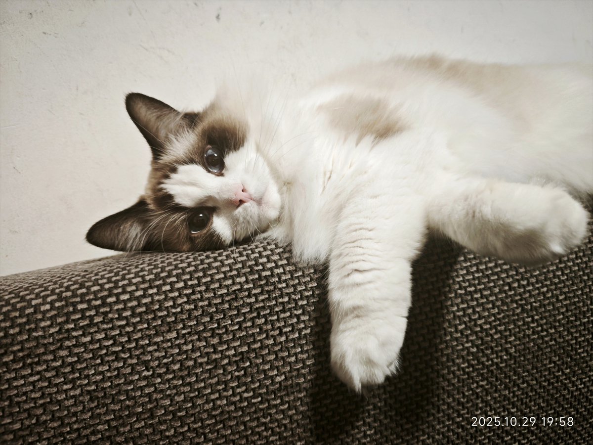 yooma1199's tweet photo. My cute cat Anhuishiya always lies on the couch, looking cozy and relaxed. https://t.co/wYhJEVn365