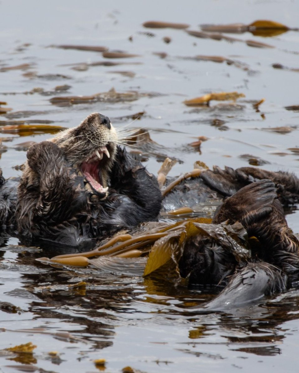 TMMC's tweet photo. 🦦 👀 Admire from afar. As #SeaOtterAwarenessWeek comes to a close, remember: 

📏 Keep a respectful distance of at least 150 feet away
📷 Use the zoom on your phone or camera lens
🔕 Do not disturb an animal to to get the shot
 
📷 Emily Pomeroy
@SeaOtterSavvy https://t.co/D4Pq85fpyA