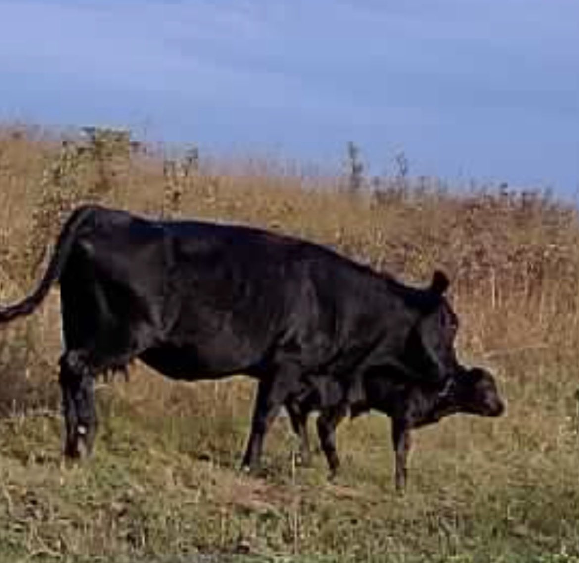 hvivani's tweet photo. Daireann, proud with her baby! #VLRanch #dextercattle #Meriden #Kansas https://t.co/MPaXDQnTiS