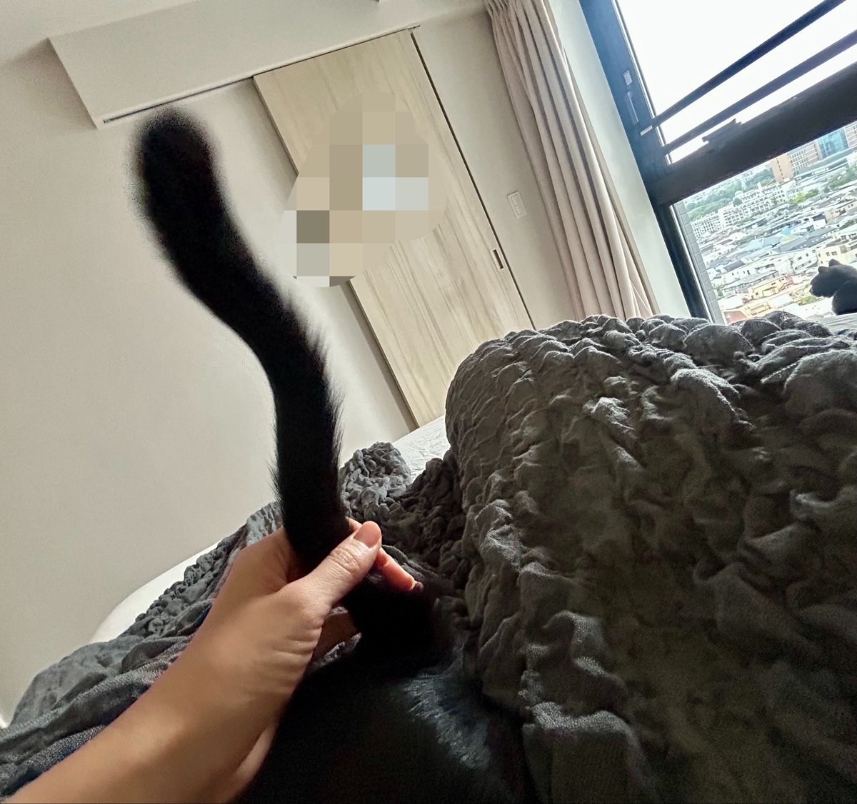 S46996827's tweet photo. 일어나라고 냐~냐~ 노래를 부르며 내 몸 앞뒤로 왔다리 갔다리하는 파괘왕과 가만히 창문가에 앉아서 기다리는 쥐돌쓰와 시작하는 내집에서의 아침. 타다이마 도쿄! https://t.co/3oCcAAHfyq
