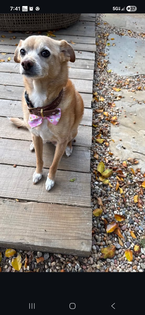 aurieliusone's tweet photo. ariana grande's dog. tears in his eyes cuz aint no food in the house. https://t.co/UTVqBWHvtZ