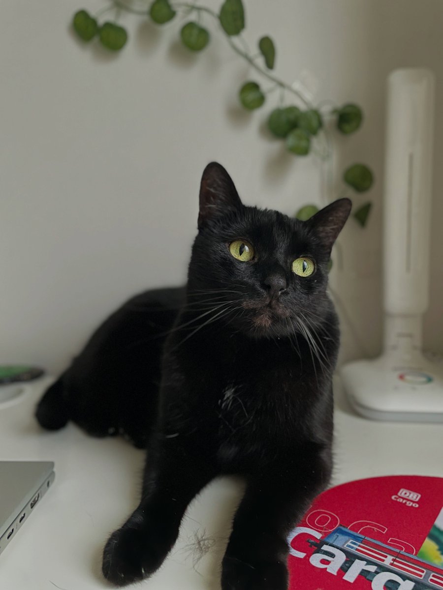 JanineGulbraa's tweet photo. Psst! You can’t see the fur next to my paws—I’ve just had a little cleanup. https://t.co/R7SIw5qPNq