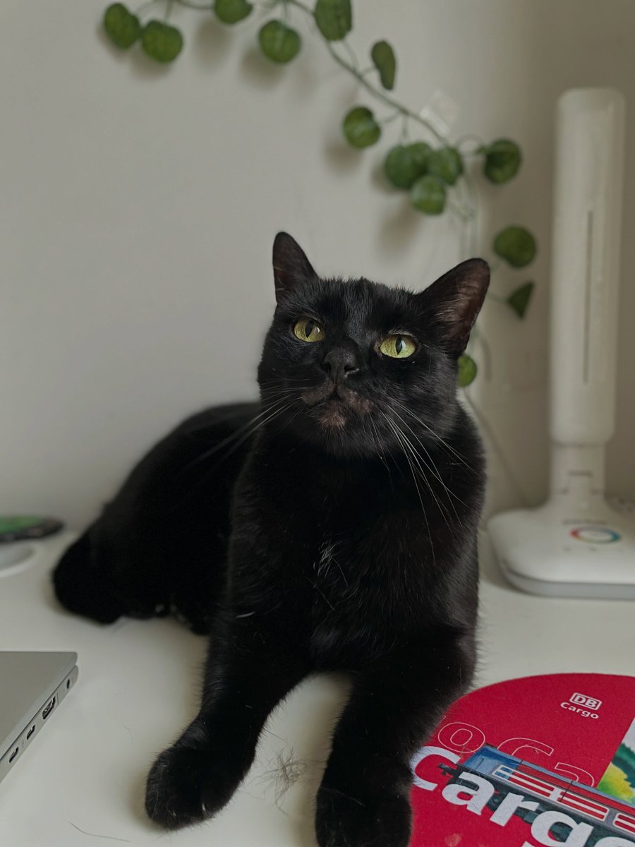 JanineGulbraa's tweet photo. Psst! You can’t see the fur next to my paws—I’ve just had a little cleanup. https://t.co/R7SIw5qPNq