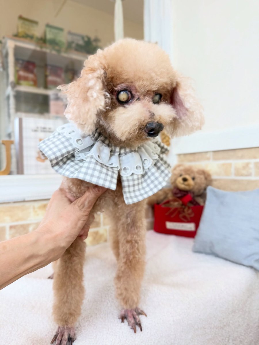 SusannZwerxpol's tweet photo. Toy Poodle Maru ����🐾 
Thank you for visiting us ☺️♡ https://t.co/lBSvDKD7lt
