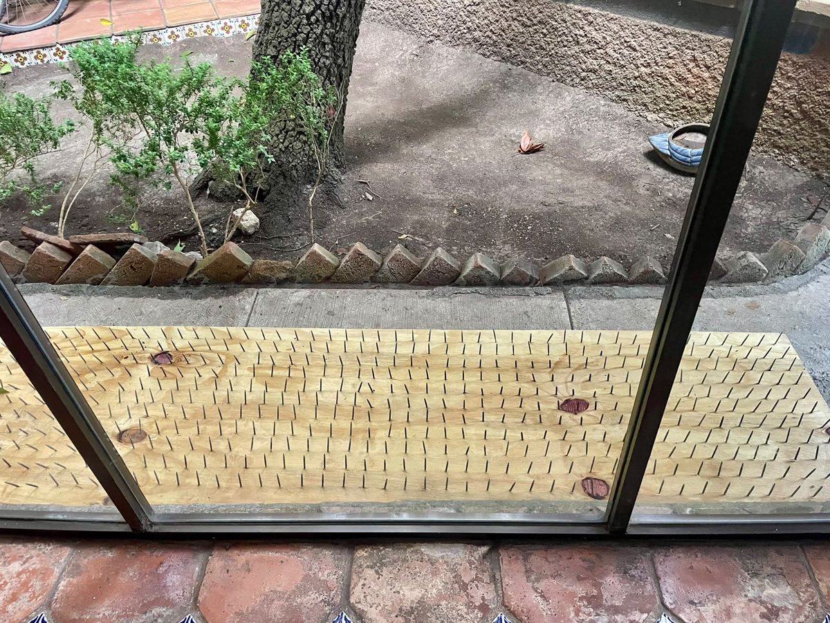 SanjuanaNews's tweet photo. #ULTIMAHORA Mira @mariana_boy @PROFEPA_Mx la mesa directiva de la colonia Olinalá regalando trampas contra los osos 🐻 a los vecinos. Les recuerdo que es una especie en peligro de extinción. Esto viola ley @samuel_garcias @MauFarahG @SEMARNAT_mx @aliciabarcena @CONANP_mx @Claudiashein