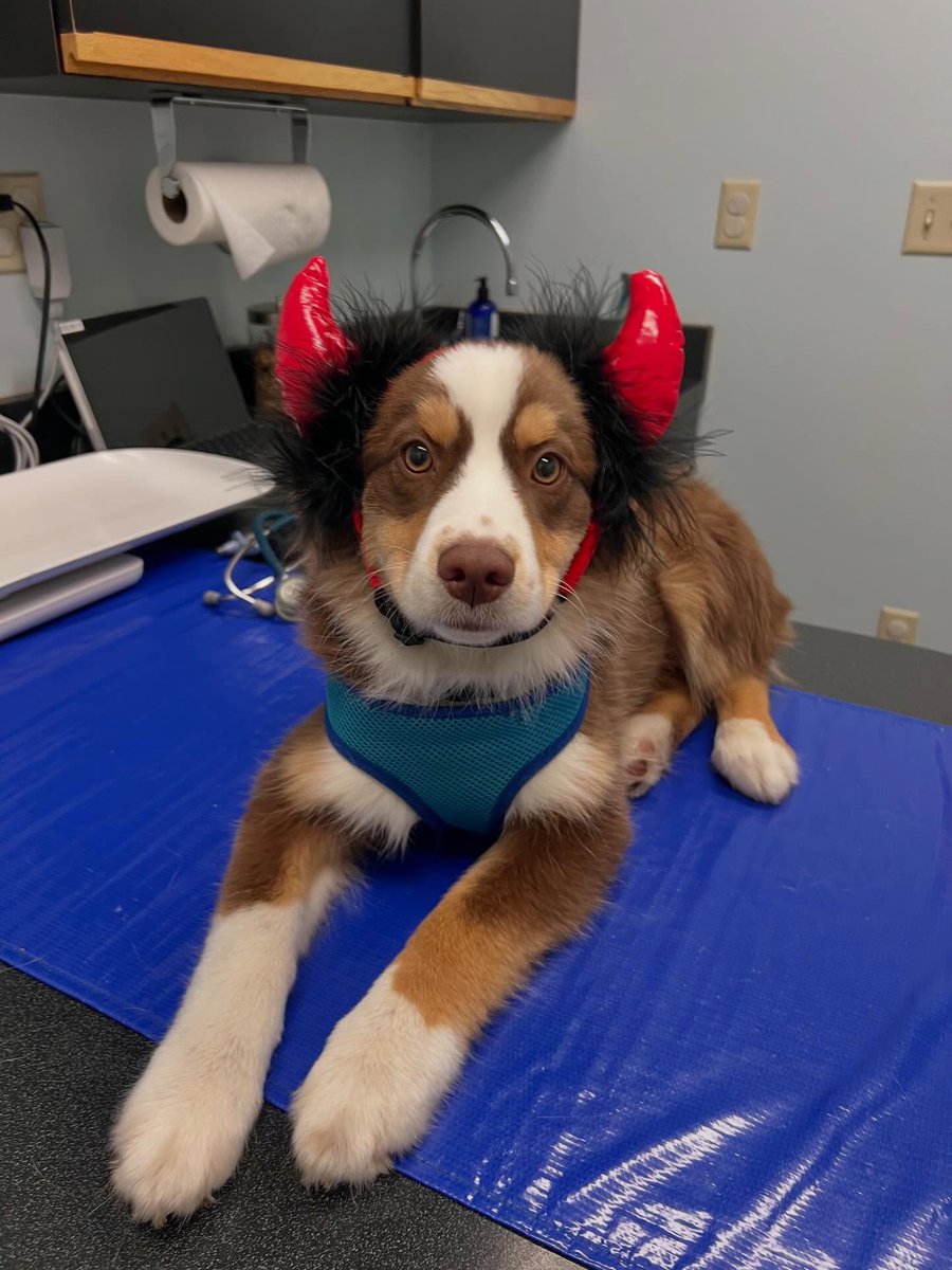 FerdinandDlk's tweet photo. Forgot to share a few more of our favorite costumes from patients and staff! We can’t wait for next year’s Spirit Week! https://t.co/xXPi5u4K7B