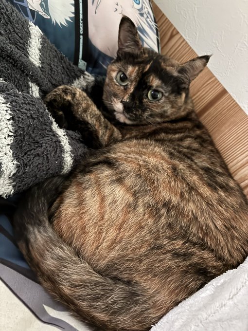 A tortoiseshell cat with green eyes lies curled up next to a gray and white striped fluffy blanket and an anime-themed pillow.