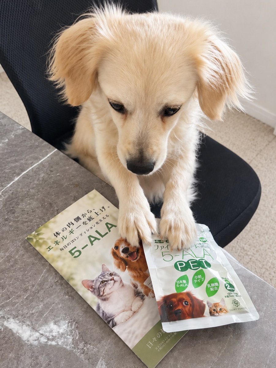 DoretheaParff's tweet photo. I won a giveaway from @fairyforest_official and got to try 5-ALA PET, a supplement for dogs and cats. 5-ALA is an amino acid involved in energy production. Since its levels may decrease with age, it can support daily health. Made in Japan, small, https://t.co/CZ31XSoXTr