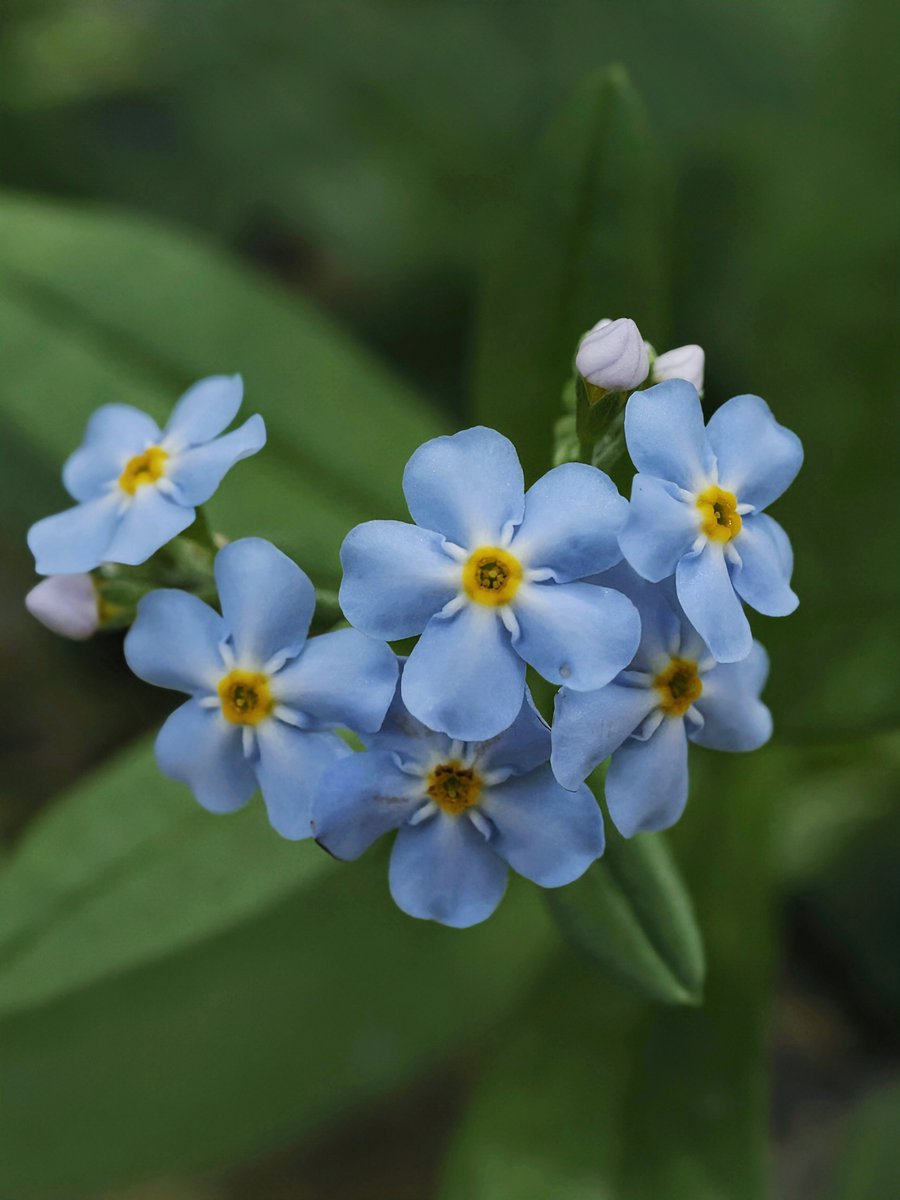 haciwar's tweet photo. 『Forget-me-not😌.。o○💠』

おはようございま~す(*^^)❀☁️
良い１日を〜😊🫶🏻🩵🤍💛🍀

#ワスレナグサ   #忘れな草
#京都府立植物園・高山植物室
#TLを花でいっぱいにしよう https://t.co/2eUR1PH93h