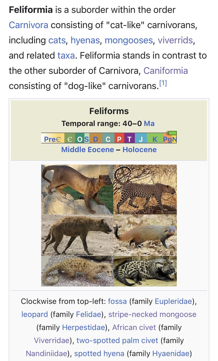 GregHBurnham's tweet photo. I really appreciate that all carnivores are “basically cats” or “basically dogs”. Great call by the taxonomists. https://t.co/TUbLTBYEoT