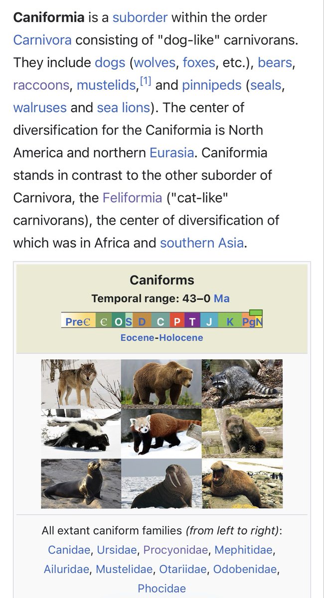 GregHBurnham's tweet photo. I really appreciate that all carnivores are “basically cats” or “basically dogs”. Great call by the taxonomists. https://t.co/TUbLTBYEoT